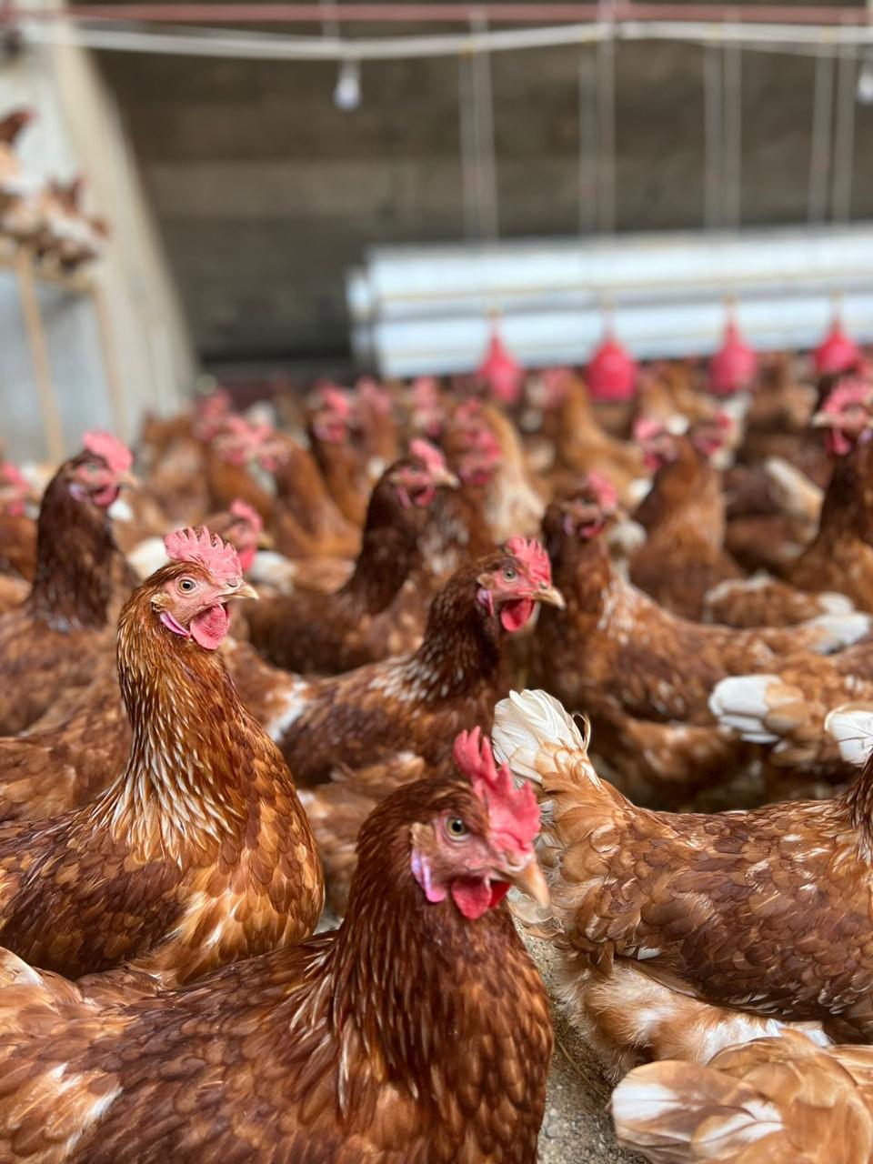 Gallinas de libre pastoreo